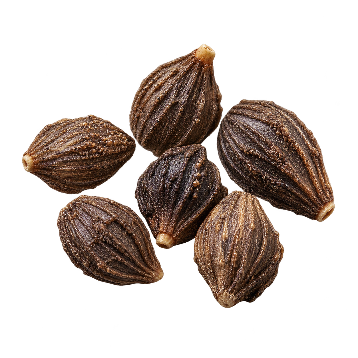 Borage Seed