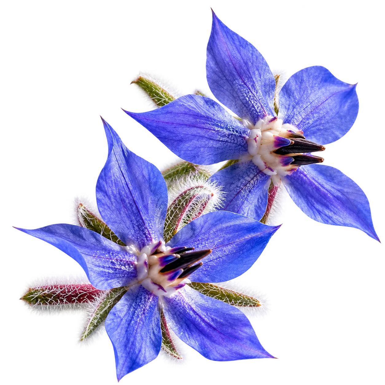 دانه گل گاوزبان